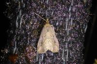 Schrankia costaestrigalis