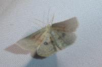 Cyclophora pendularia