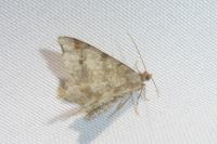 Macaria alternata