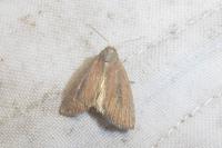 Coenobia rufa