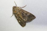 Mamestra brassicae