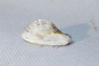 Cilix glaucata