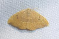 Watsonalla binaria