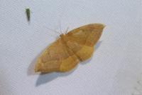 Watsonalla cultraria