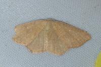 Cyclophora ruficiliaria
