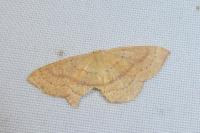 Cyclophora ruficiliaria