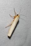 Eilema caniola