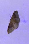 Idaea degeneraria