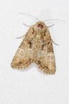 Mesoligia furuncula
