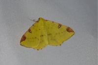 Opisthograptis luteolata