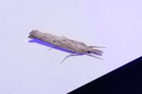 Pediasia contaminella