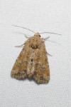 Mesoligia furuncula