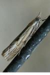 Agriphila geniculea