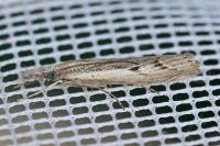Agriphila geniculea