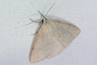 Pseudoterpna pruinata
