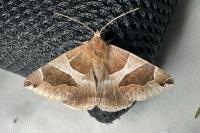 Dysgonia algira