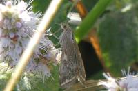 Loxostege sticticalis