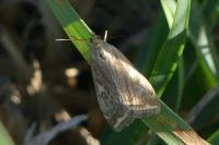 Loxostege sticticalis