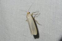 Eilema caniola
