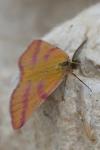 Lythria purpuraria