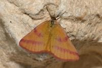 Lythria purpuraria