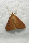 Udea ferrugalis