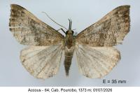 Hypena proboscidalis
