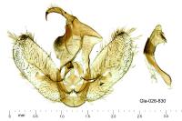 Hypena crassalis
