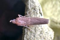 Acrobasis