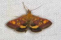 Pyrausta aurata