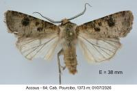 Agrotis segetum
