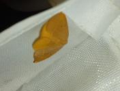 Watsonalla binaria