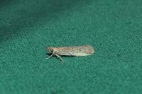 Gymnancyla canella