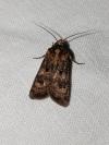 Agrotis trux