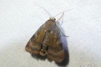 Noctua janthe