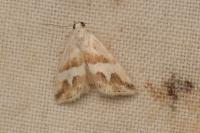 Eublemma elychrysi