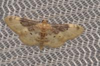 Idaea filicata