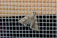 Ancylosis oblitella