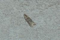 Ancylosis oblitella