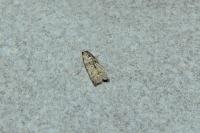 Ancylosis oblitella