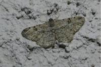Peribatodes rhomboidaria