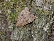 Amphipyra pyramidea/Amphipyra berbera