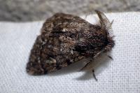 Ocneria atlantica