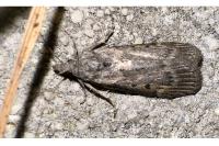 Lamoria anella