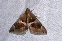 Dysgonia algira