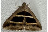 Grammodes bifasciata