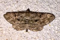 Peribatodes rhomboidaria ichnusaria