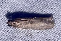 Ephestia