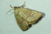 Haemerosia renalis