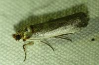 Denticera divisella